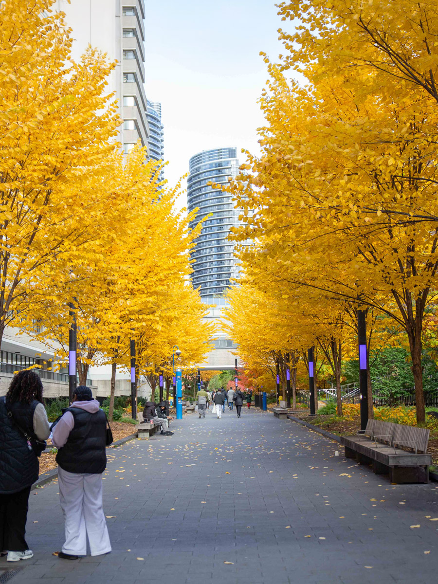 Open House guests check their map on a campus path framed by golden autumn trees.
