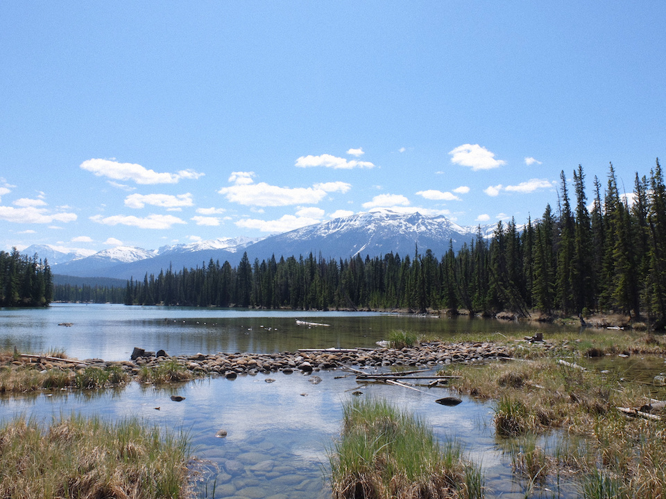 Lake in the foreground, and trees and mountains in the background in Japer, Alberta