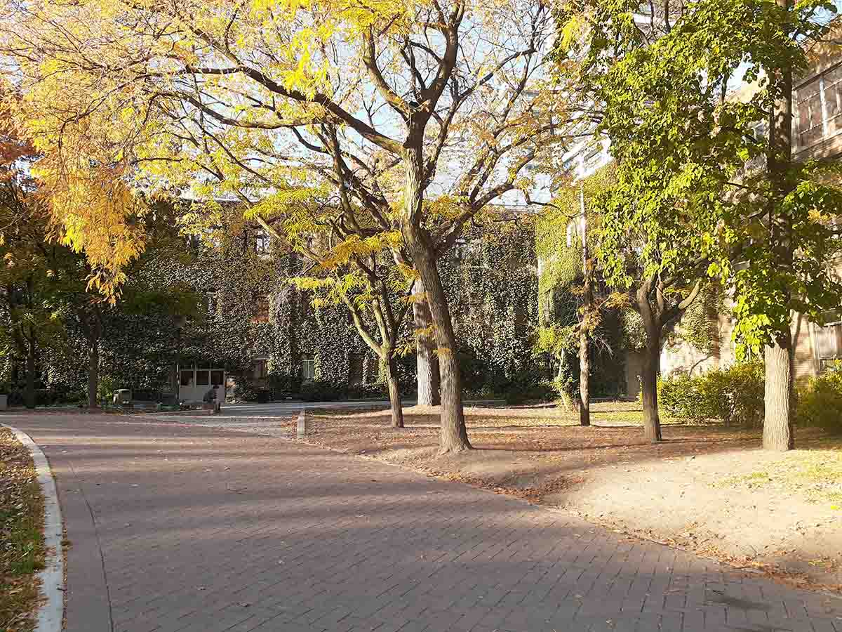 The walkway of Kerr Quad framed by trees with colourful fall leaves.