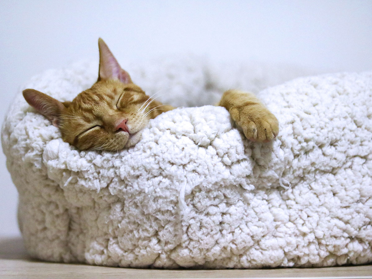 An orange cat sleeps in a white, furry cat bed.