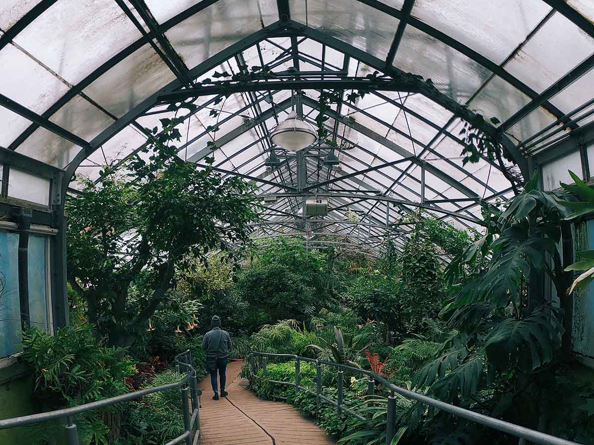 Trees, plants and flowers inside of Allan Gardens.