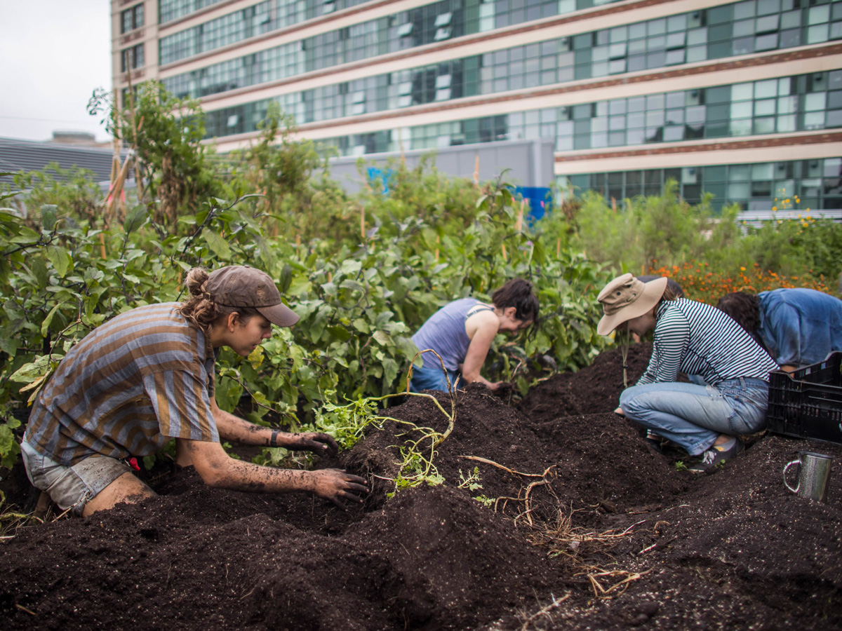 Staff gardening on the ENG Rooftop Farm.