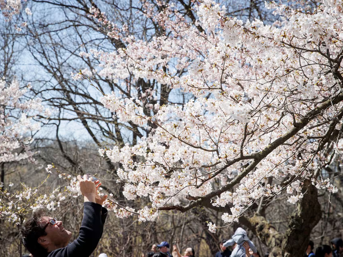 A person taking a photo of a cherry blossom tree in High Park.