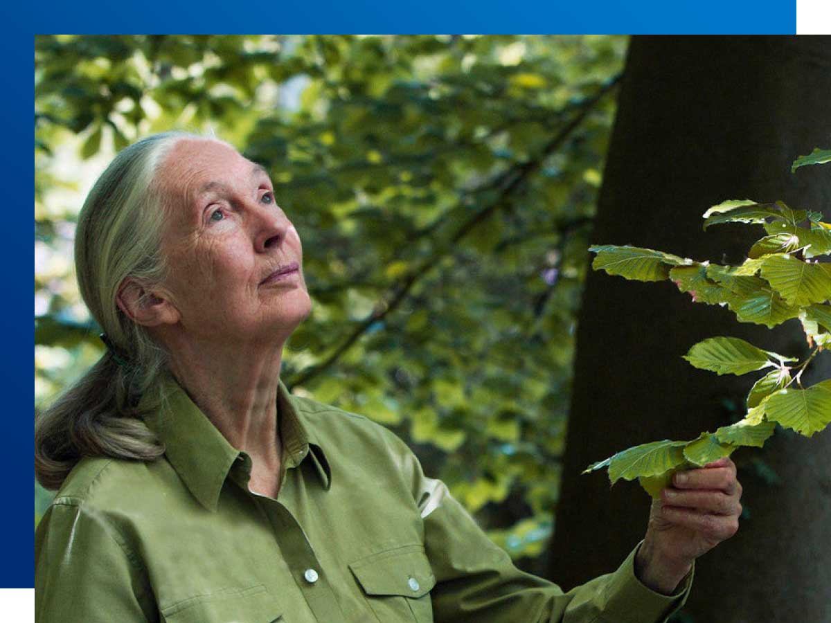 Jane Goodall