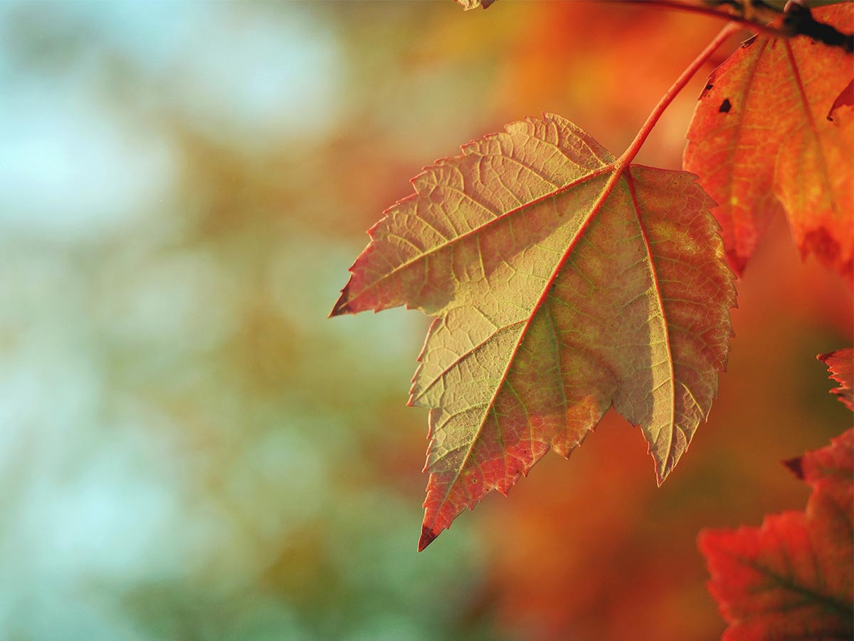 Maple leaf in fall colours