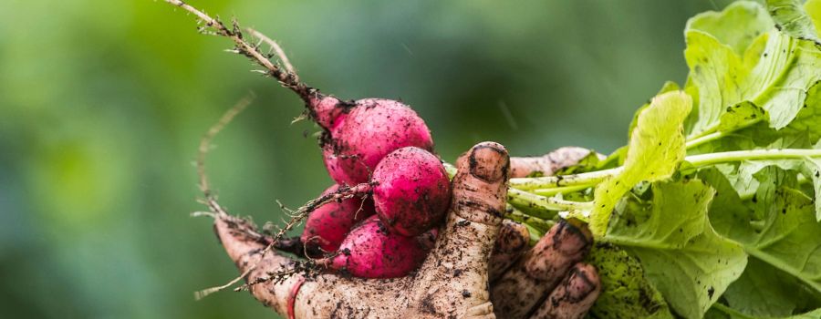 Rooting for Decolonial Reconciliation and Collective Healing Through Land, Story and Art at Urban Farm