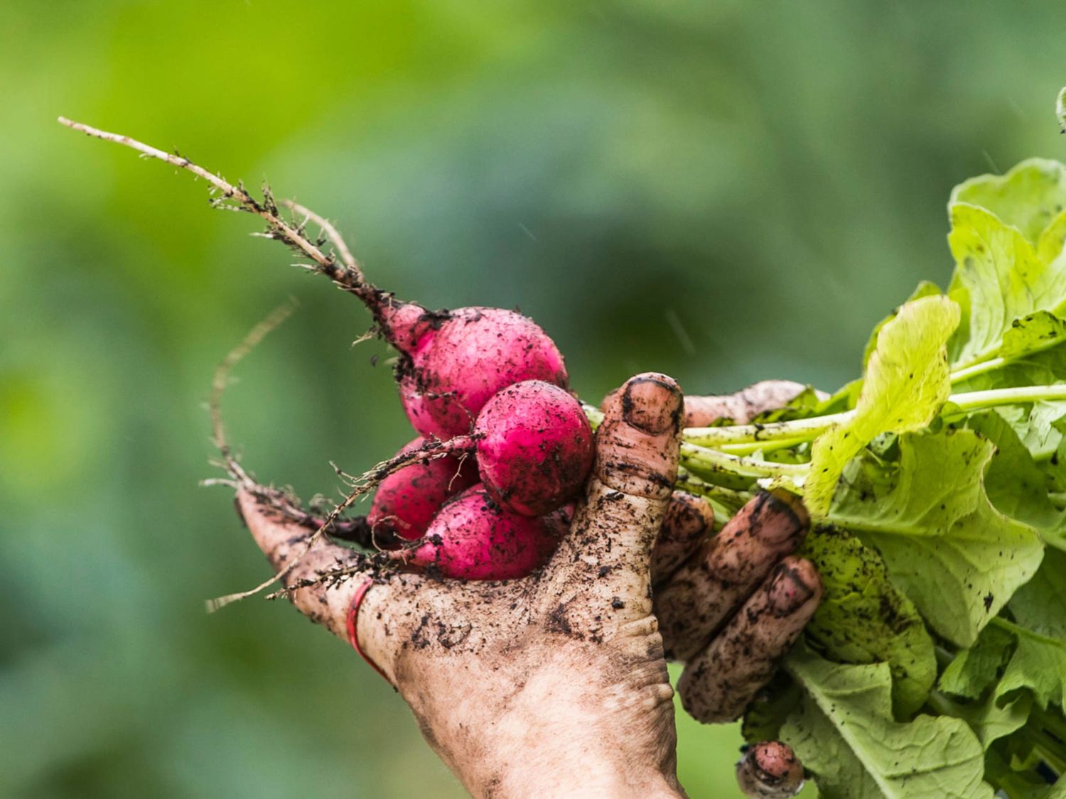 Rooting for Decolonial Reconciliation and Collective Healing Through Land, Story and Art at Urban Farm