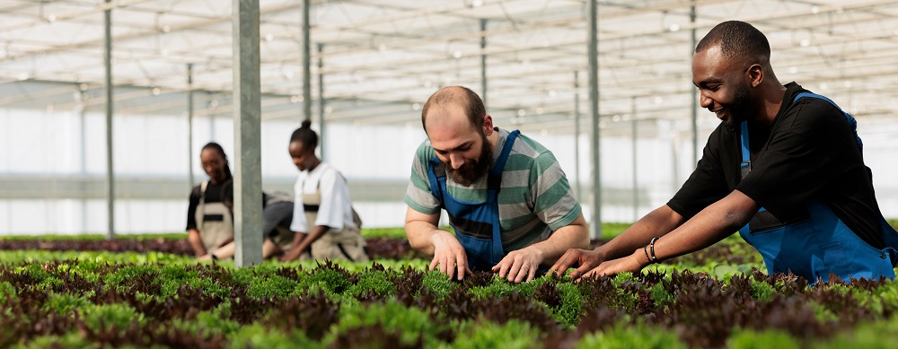 People working in a greenhouse