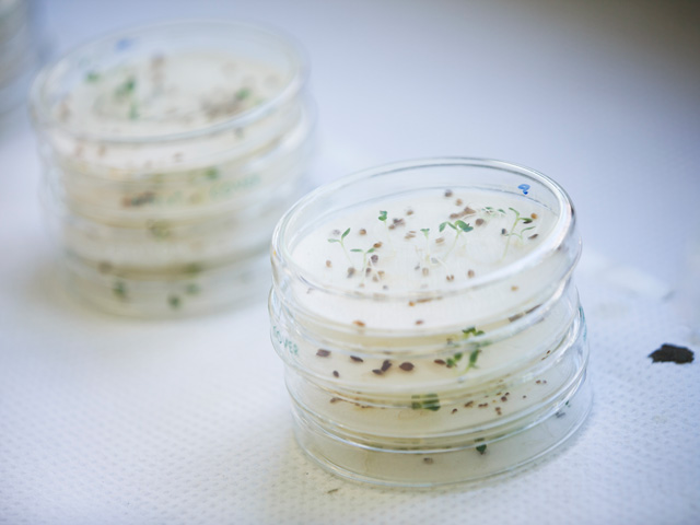 Close up of plant cultures for environemental change research.