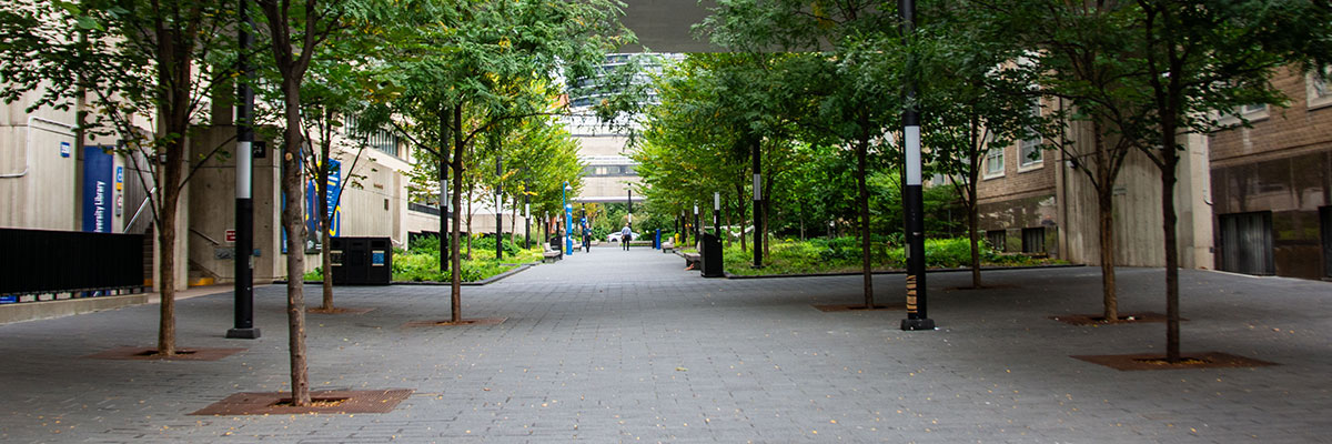 Nelson Mandela walkway with green trees lining each side.