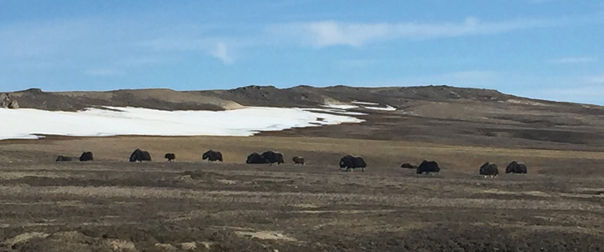 Cape Bounty Muskox