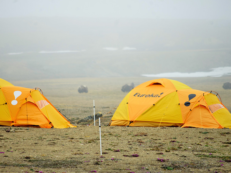 Muskox Tents
