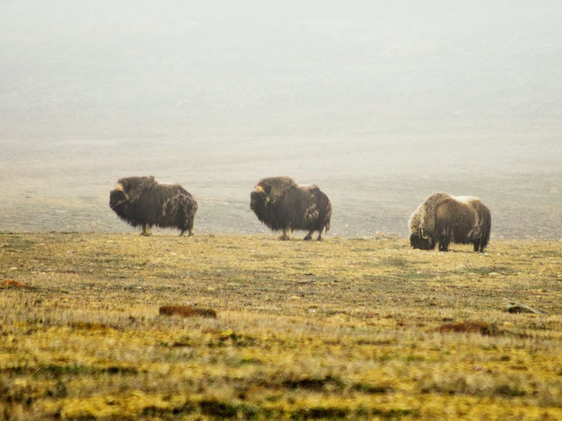 Muskox at Cape Bounty
