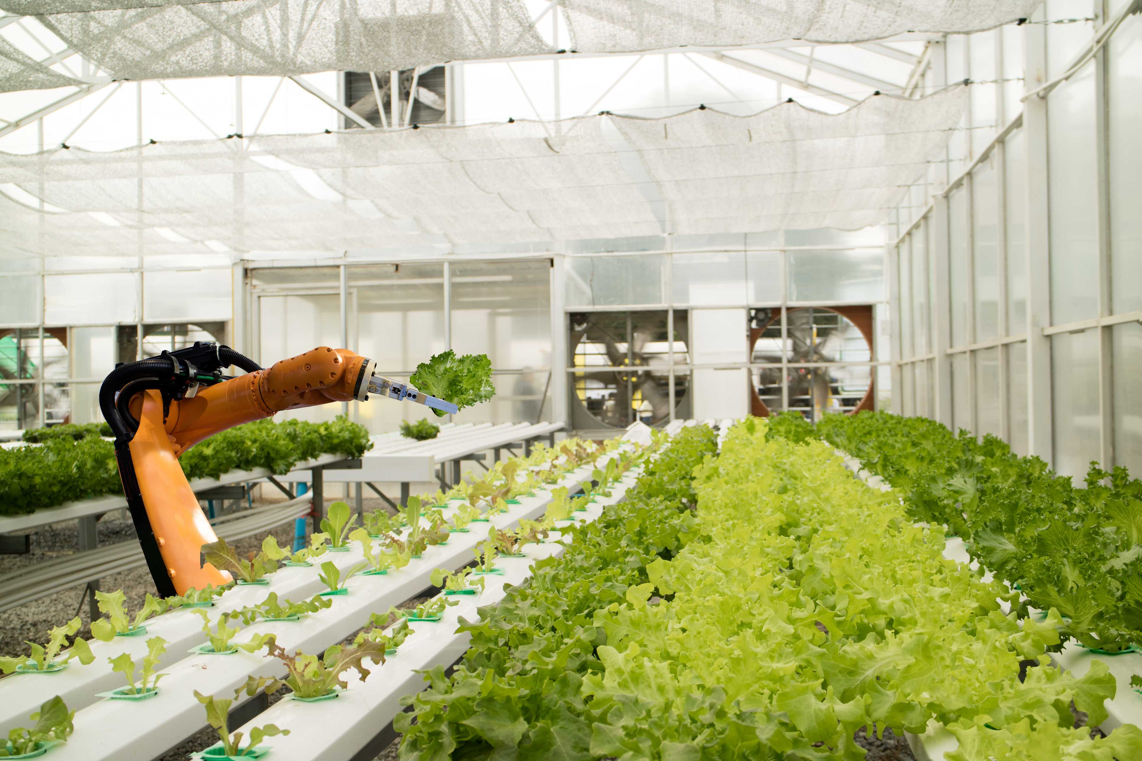 A robotic arm picks lettuce in a greenhouse