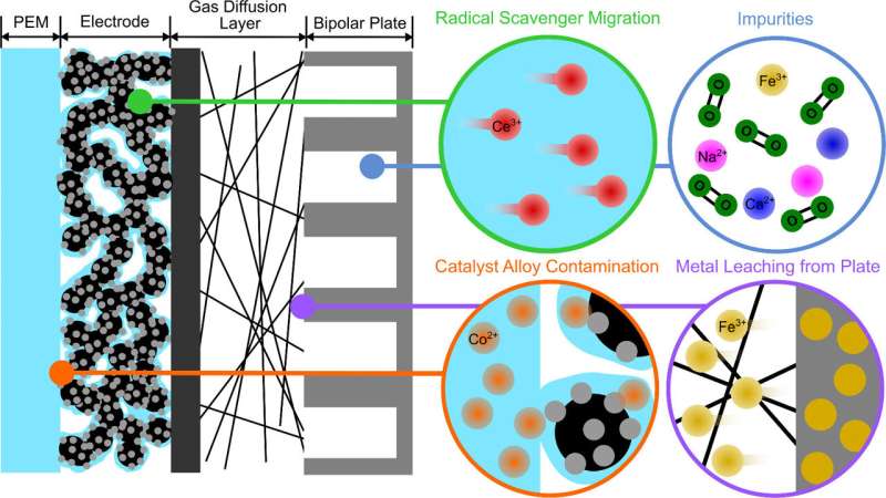 Tracking how tiny metal contaminants can foul up a fuel cell