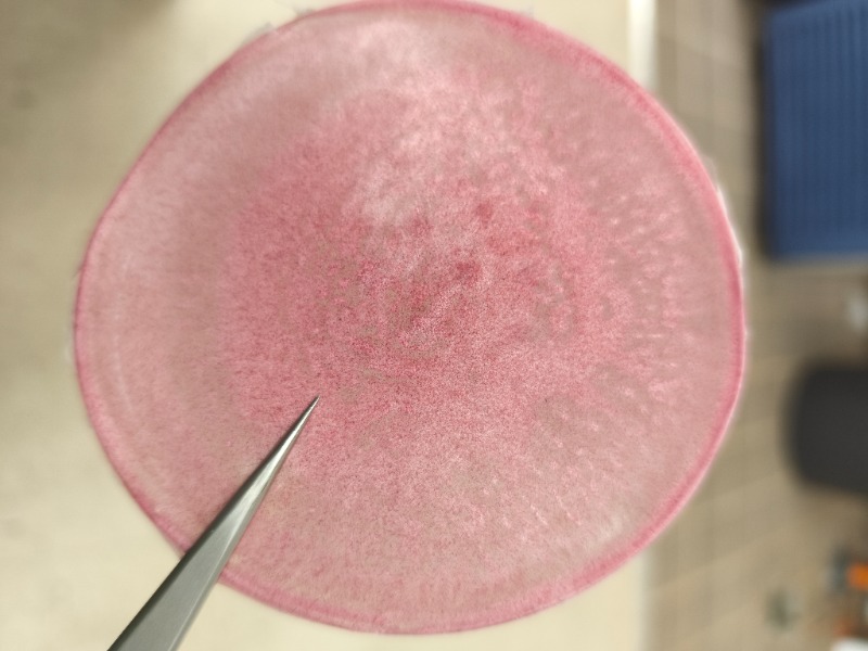 Circular biodegradable film samples made from PLA and beetroot-derived betalain pigment, showing varying shades of red and pink that illustrate color sensitivity to pH changes during development of smart medical packaging.