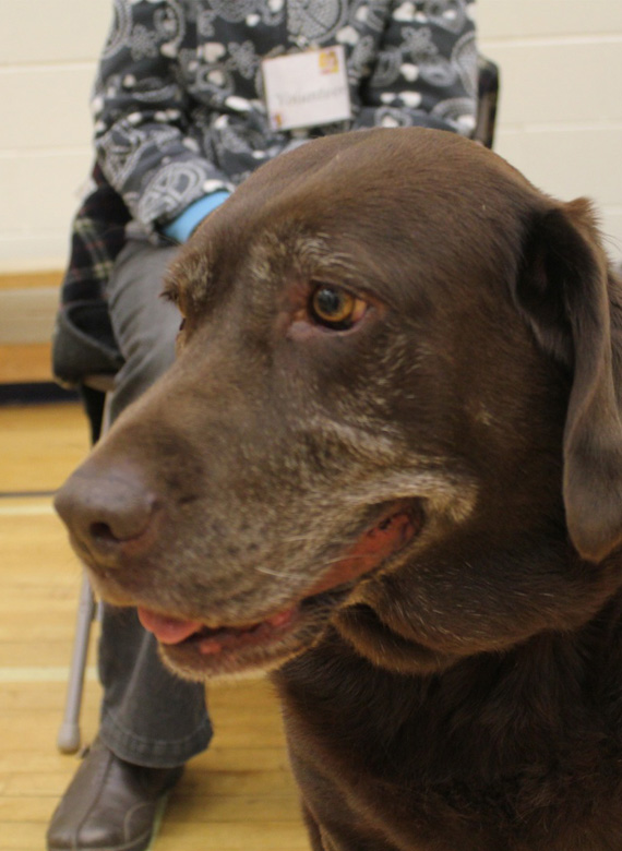 A brown labrador dog sitting in front of someone seated.