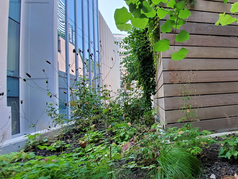Water efficient landscaping at the Centre for Urban Innovation (CUI) building.
