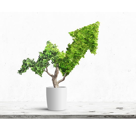 Plant growing in the shape of upwards arrow.