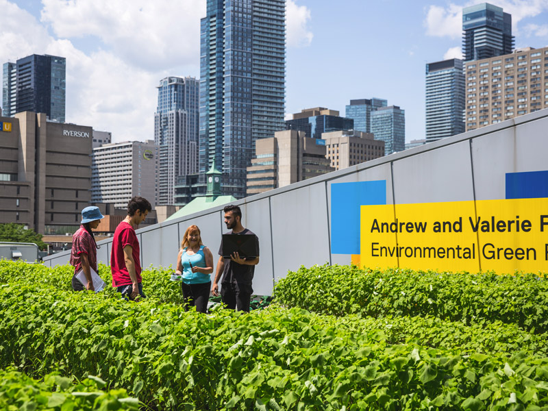 People standing in urban farm field