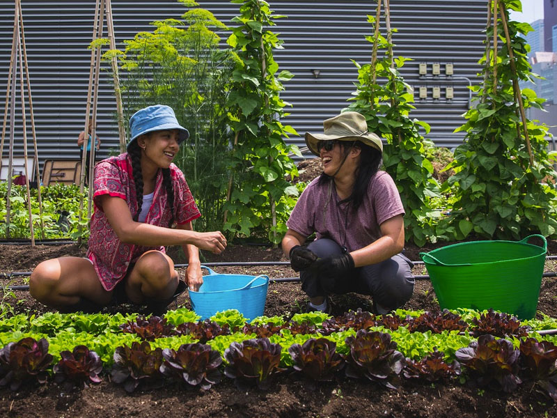 Two women harvesting lettuce from an urban garden