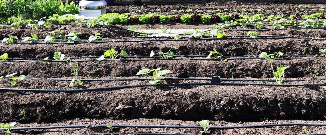 crop field with lettuce