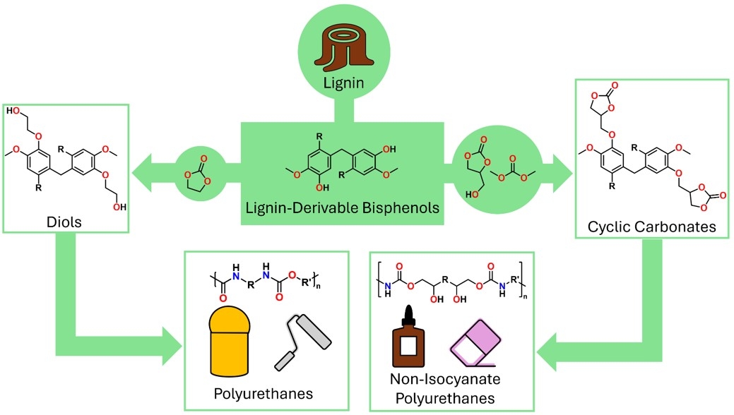The chemical versatility of lignin-derivable bisphenols