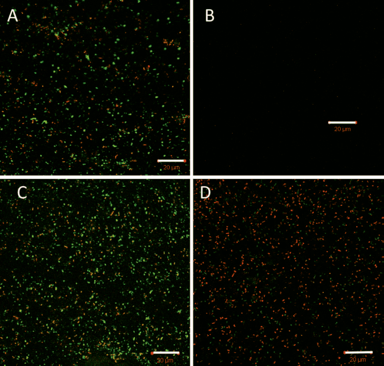 CLSM microscopy of P. aeruginosa biofilms
