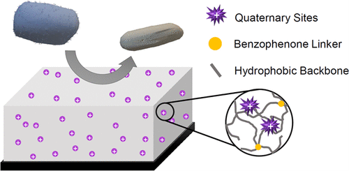 Illustration showing bacteria being repelled off a surface due to the quaternary sites attached to a benzophenone linker and a hydrophobic background