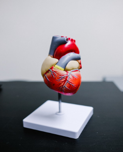 A anatomically correct heart on a stand