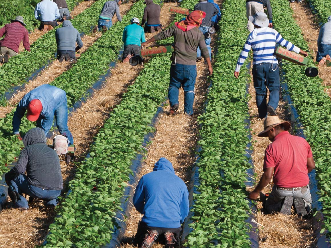 Mexican migrant workers picking strawberries on Ile d'Orleans