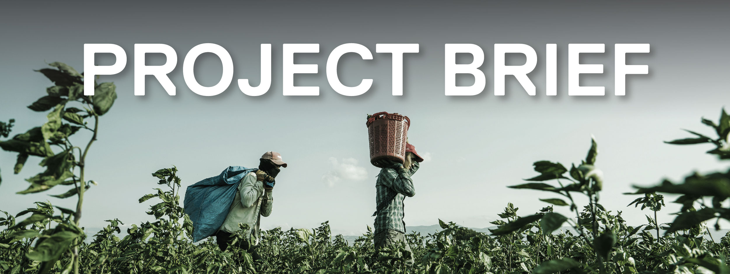 Two migrant workers carrying produce in a field