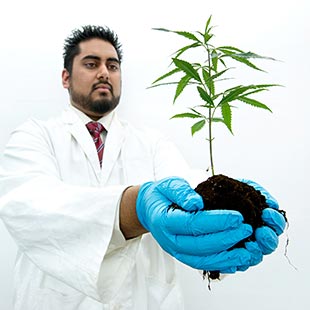 Steve Naraine holding cannabis plant