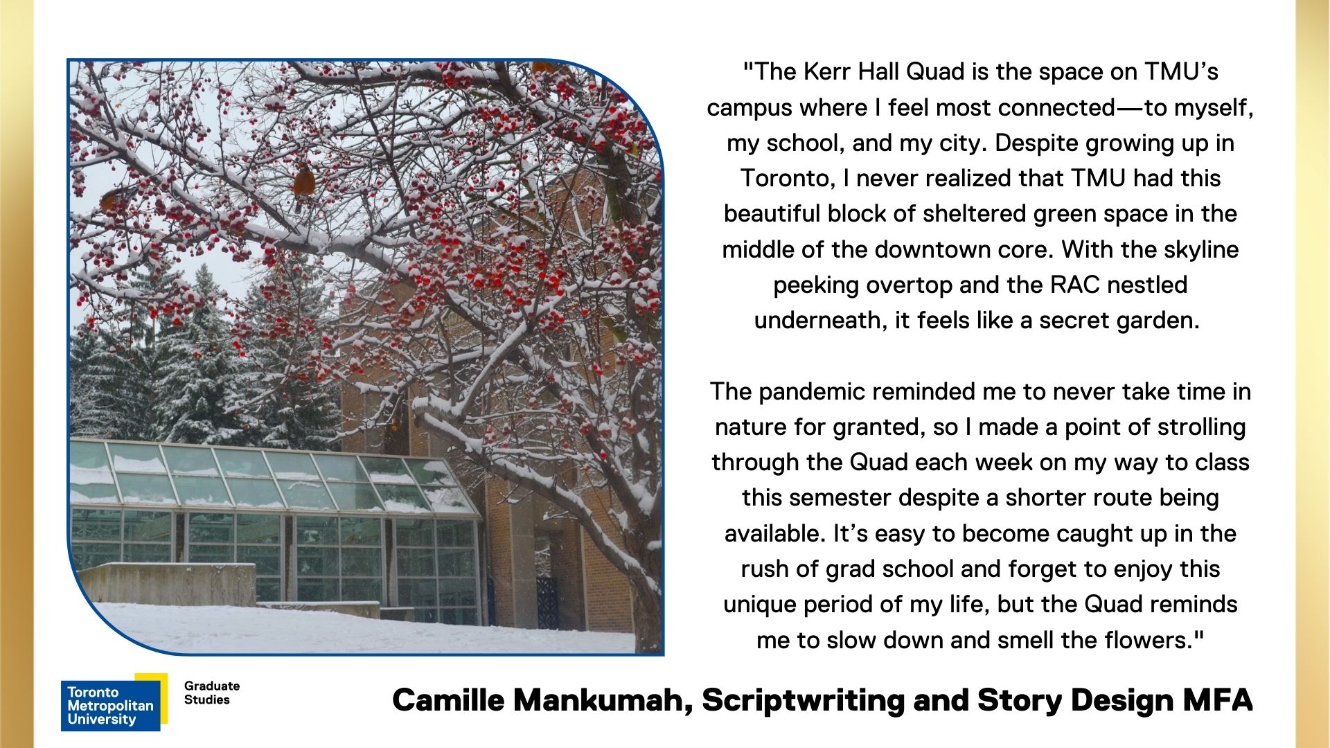 Camille-Mankumah. Winter snow-dusted tree with red buds on Kerr hall quad.