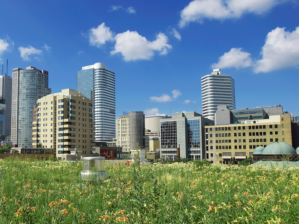 Ryerson rooftop garden