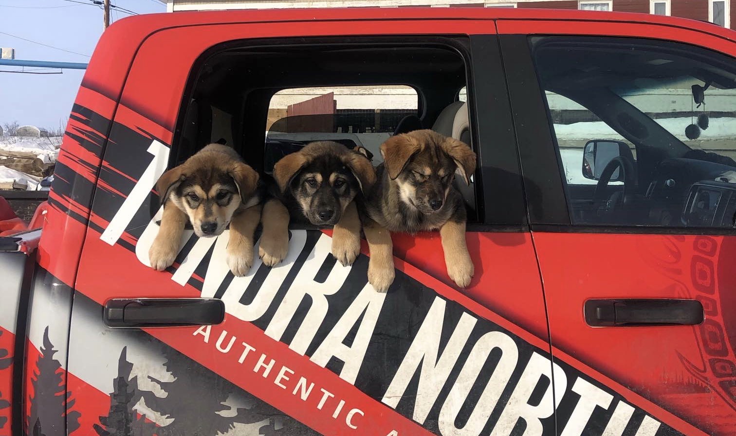 Three brown puppies hanging out of a red truck's back window