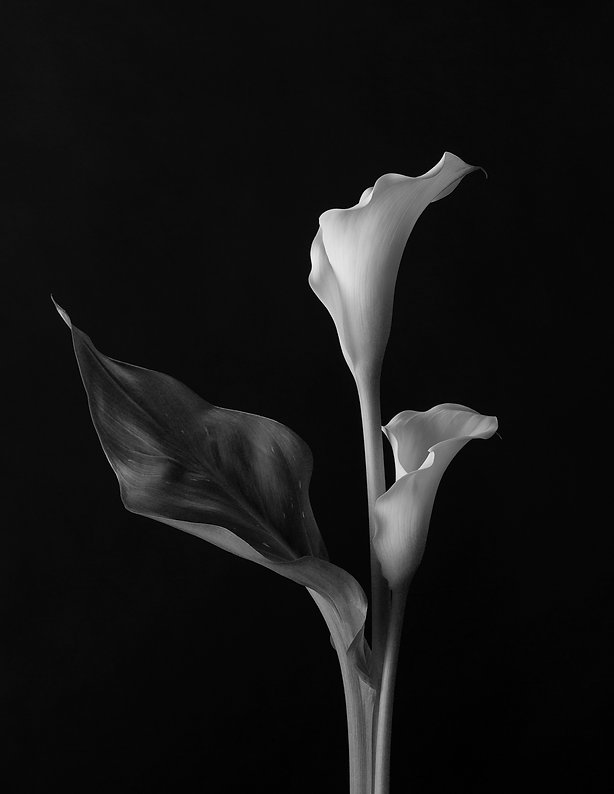 A flower in black and white, example of student photography