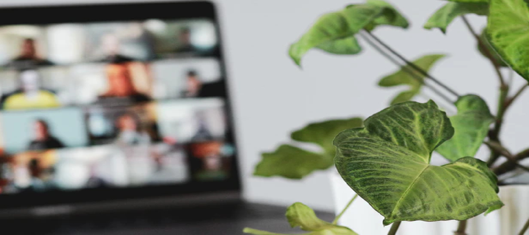 A plant is in focus with a blurred tablet hosting a virtual call beside it