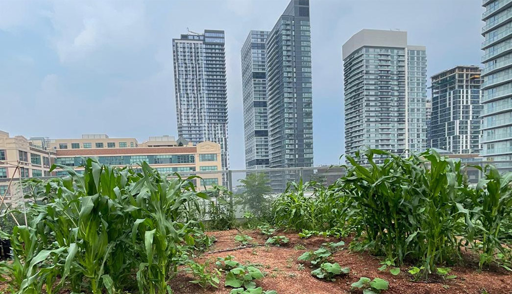 TMU rooftop garden