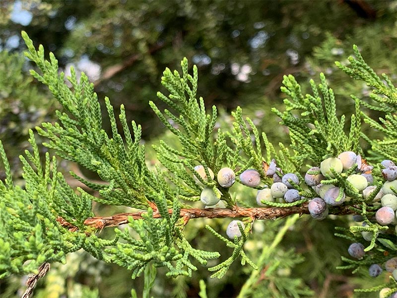 Cedar branches with berries in the summer.
