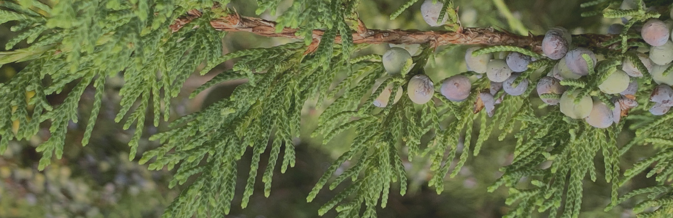 Close up of cedar tree branch 