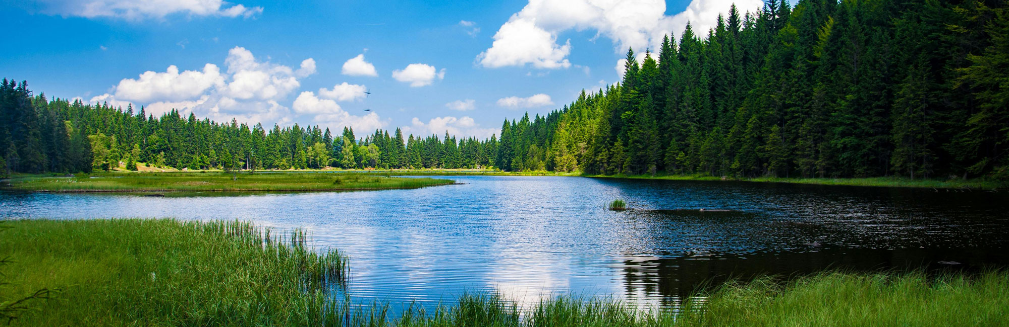 A bright blue lake with coniferous trees all around it
