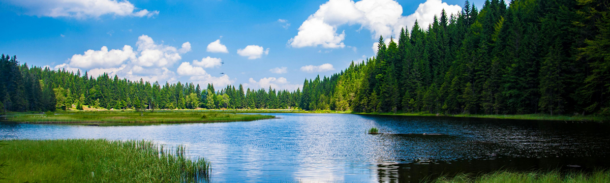  A bright blue lake with coniferous trees all around it