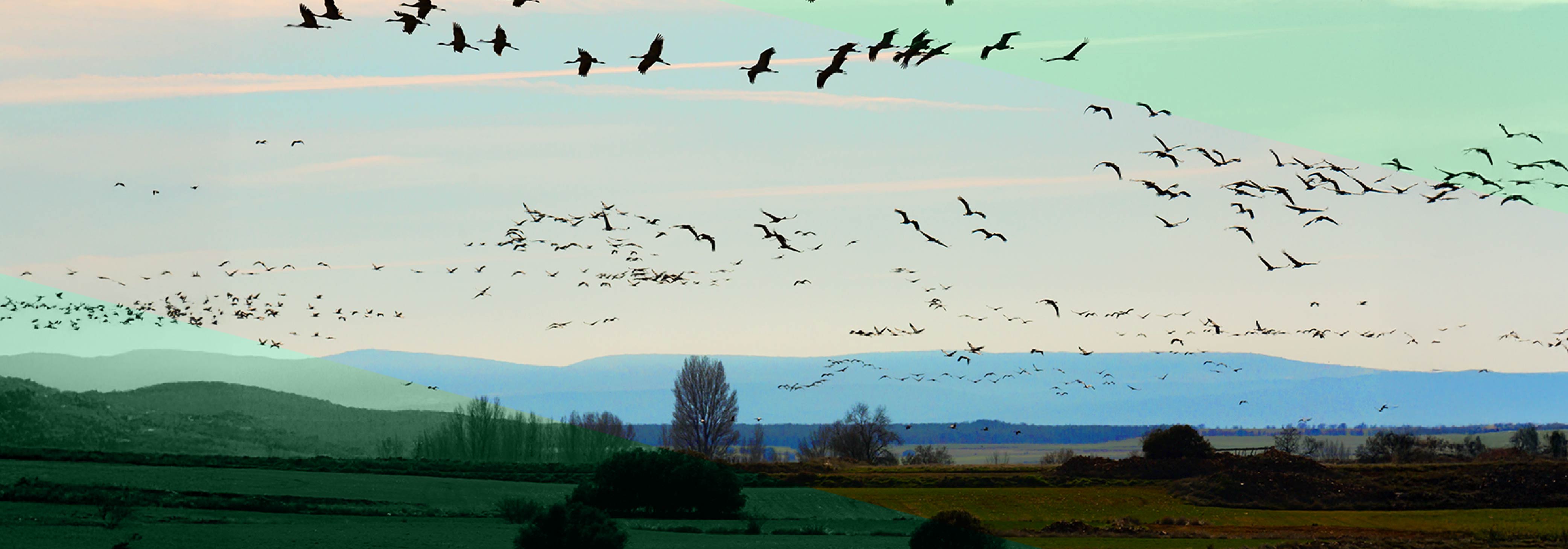 An image of birds migrating over a field with mountains in the distance, overlaid with translucent green triangles in the bottom-left and top-right corners