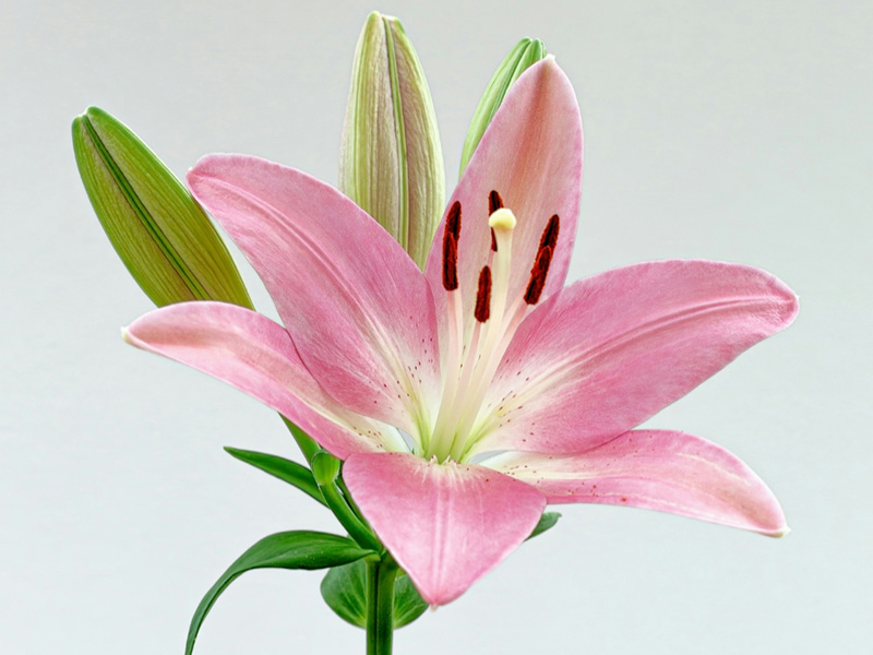 Light pink lily on a white background