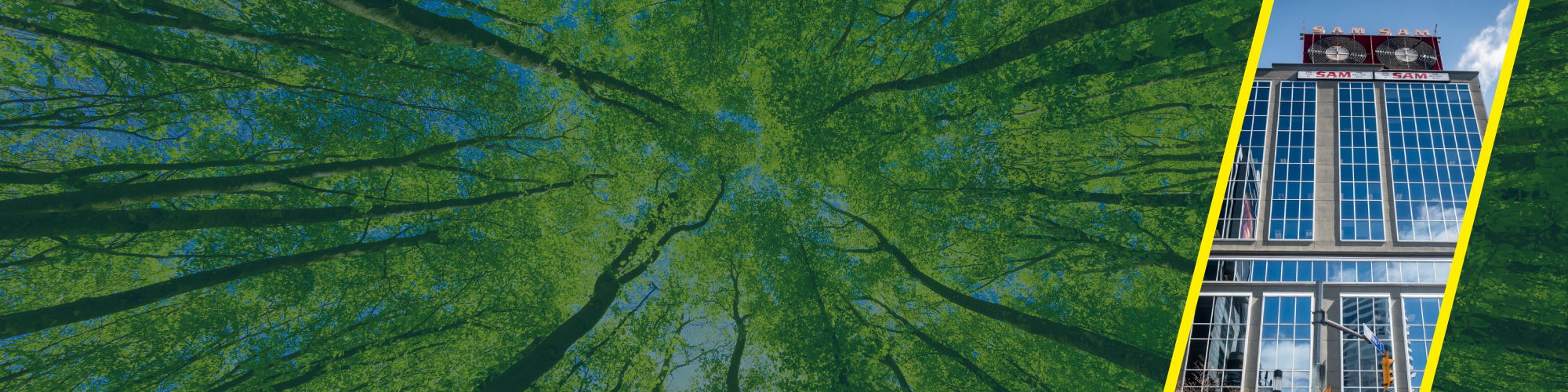 canopy of trees from below