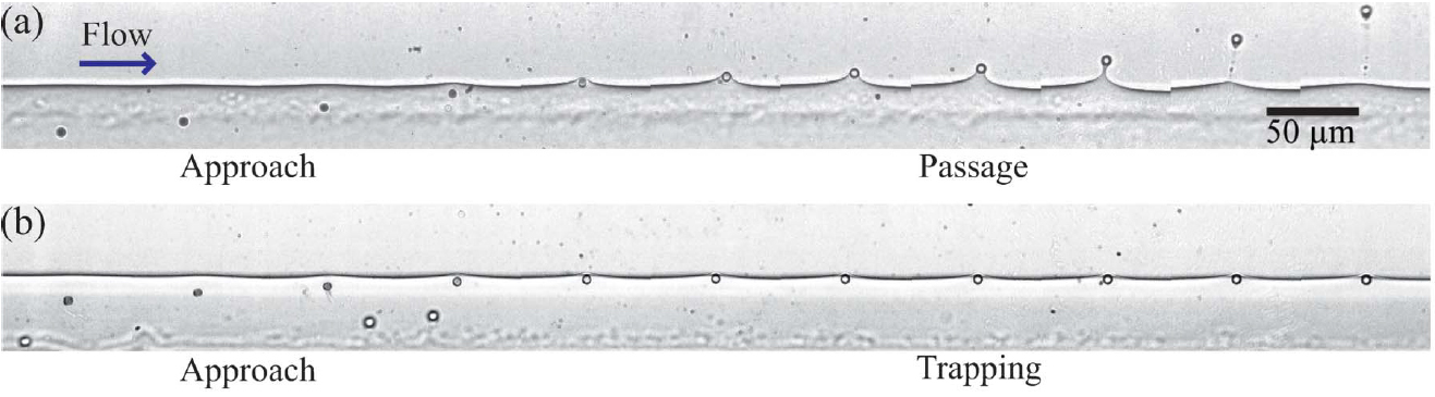 Experimental images of magnetic particles going through a liquid-liquid interface.