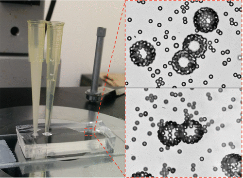 Microfluidic experimental setup, and microscopic images of Pickering emulsions generated with aqueous two phase system droplets.