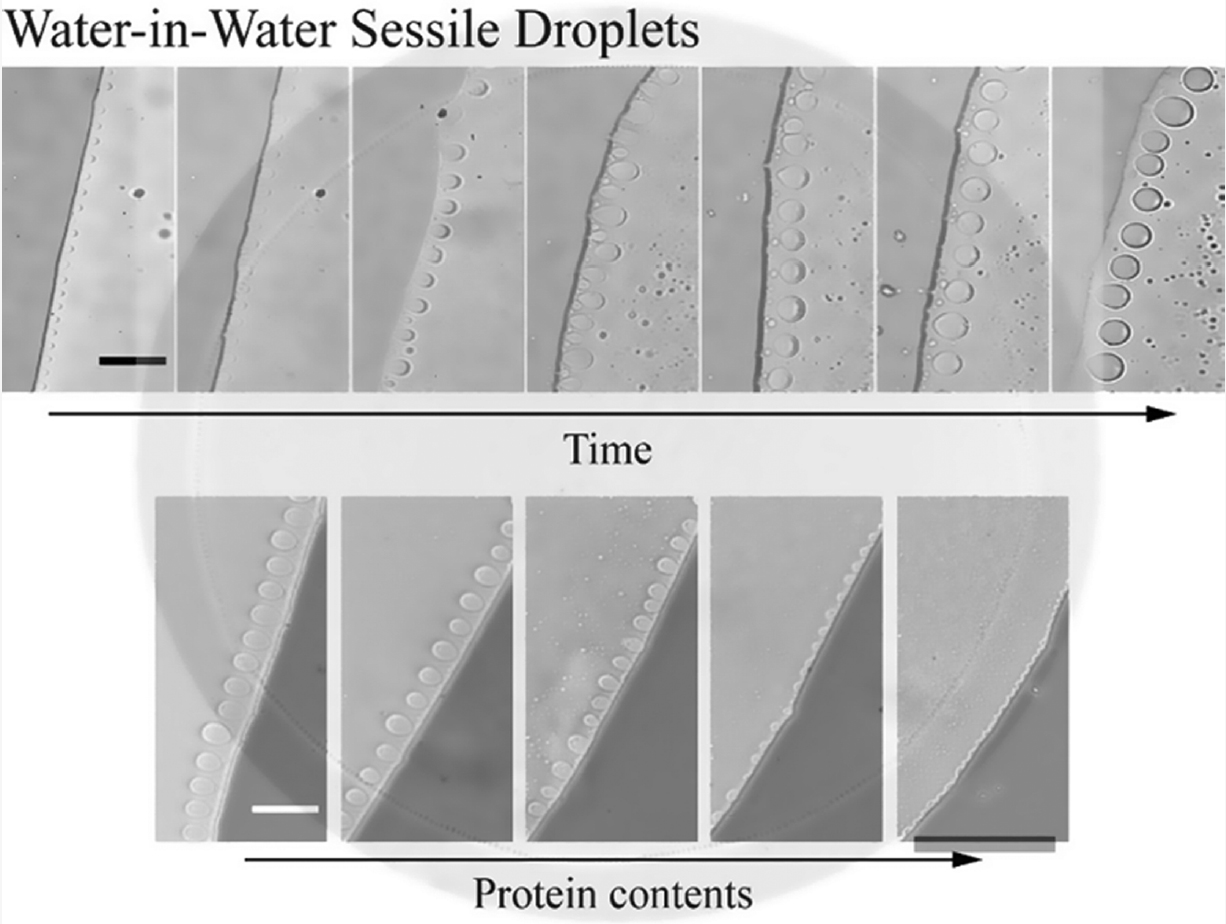Time-lapsed images of ATPS droplet phase separation on a substrate.