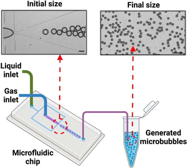 Tuning microbubble size by lipid concentration